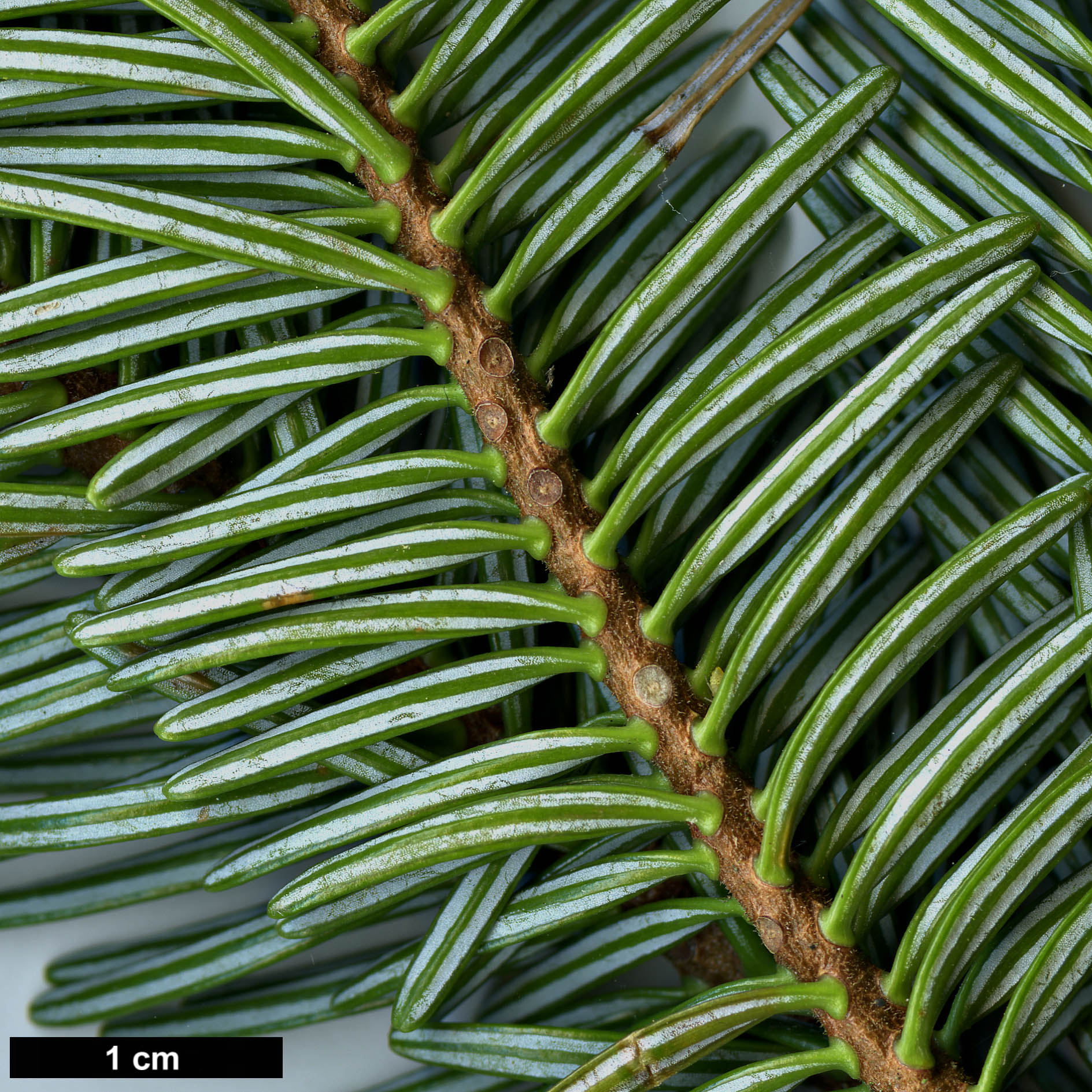 High resolution image: Family: Pinaceae - Genus: Abies - Taxon: ×insignis (A.nordmanniana × A.pinsapo)